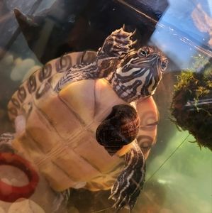 Meet your Posher, Sasha